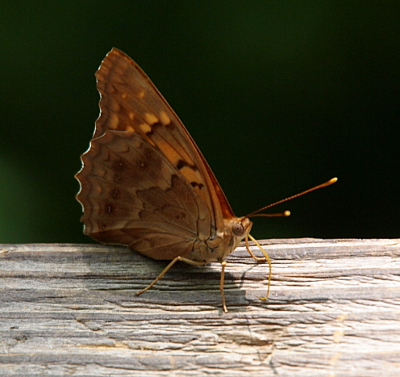 [A brown butterfly with scalloped edges to its wings. An irregular lined path crosses its wings in black and light tan across the brown background.]